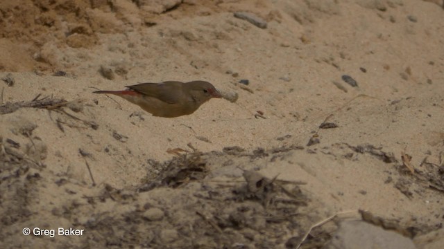 Red-billed Firefinch - ML201833751