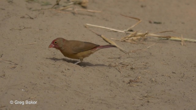 Red-billed Firefinch - ML201833761