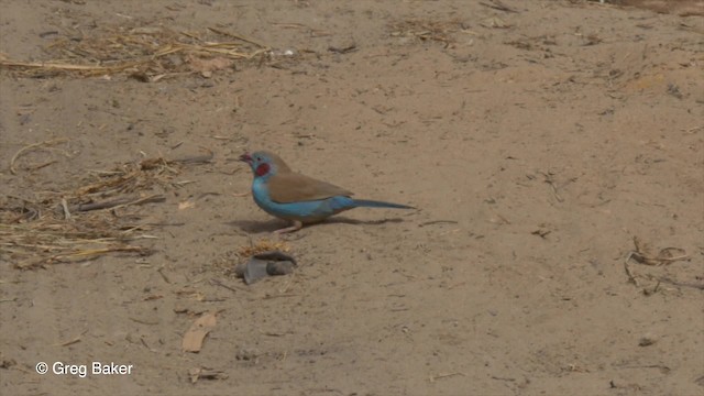 Red-cheeked Cordonbleu - ML201833771