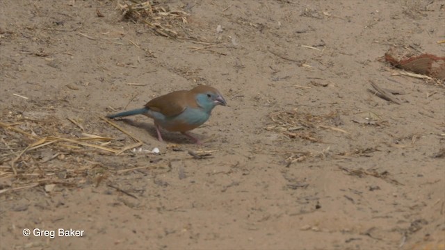 Red-cheeked Cordonbleu - ML201833781