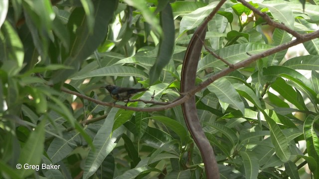 strdimil nádherný (ssp. pulchellus) - ML201833811