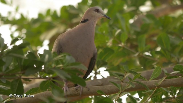 Red-eyed Dove - ML201833841