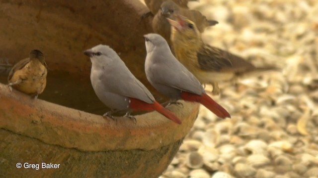 Lavender Waxbill - ML201833851