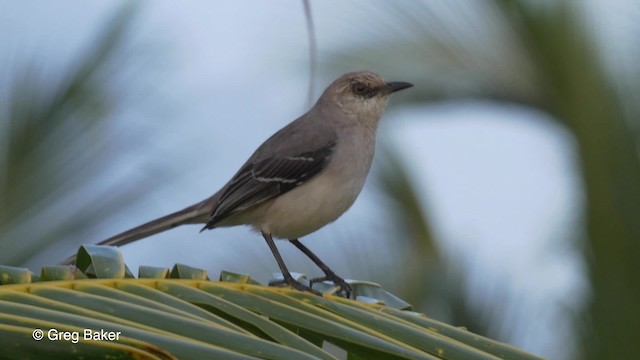 Tropical Mockingbird - ML201833891