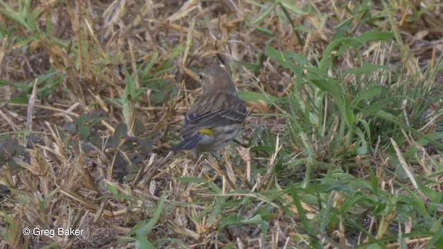 Yellow-rumped Warbler (Myrtle) - ML201833901