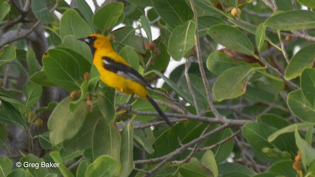 yucatántrupial - ML201833911