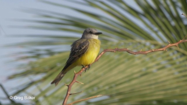 Tropical Kingbird - ML201833931