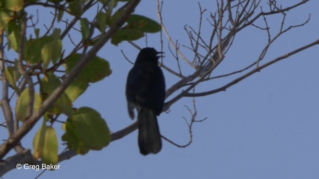 Black Catbird - ML201833951