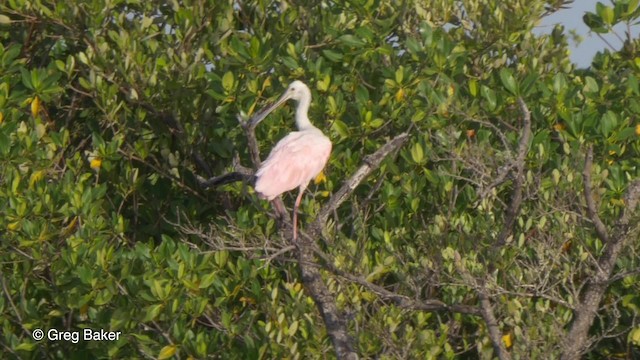Roseate Spoonbill - ML201833991