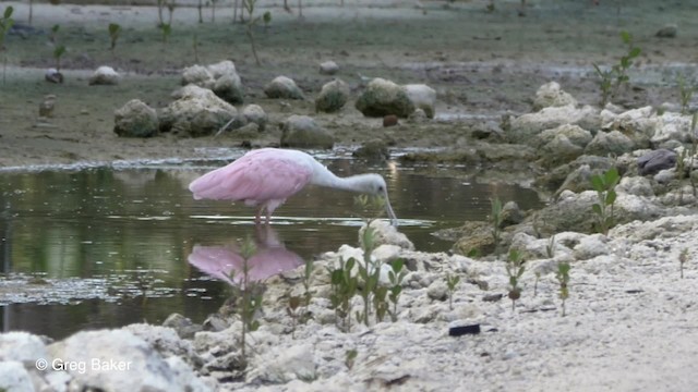 Roseate Spoonbill - ML201834001