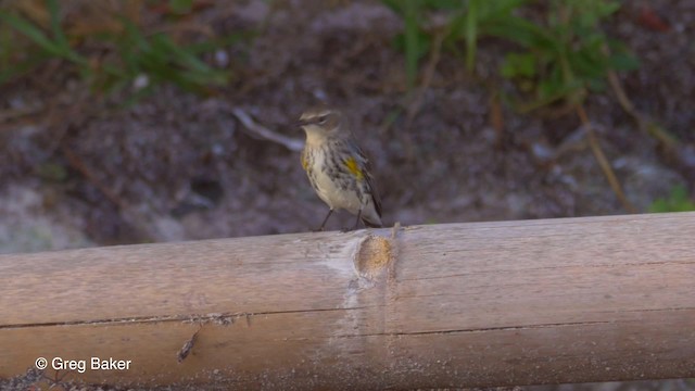 Yellow-rumped Warbler (Myrtle) - ML201834061