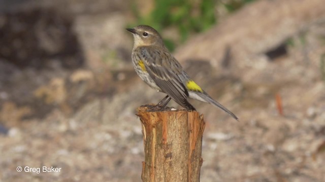 キヅタアメリカムシクイ（coronata） - ML201834071
