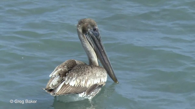 Brown Pelican (Atlantic) - ML201834091
