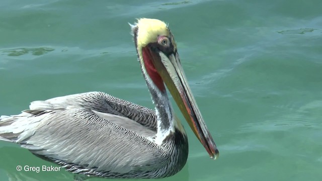 pelikán hnědý (ssp. carolinensis) - ML201834111
