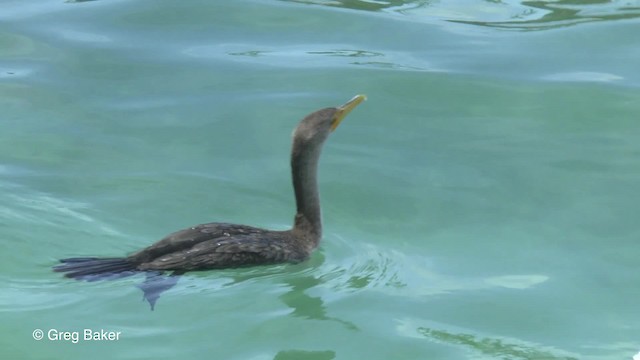 Double-crested Cormorant - ML201834151