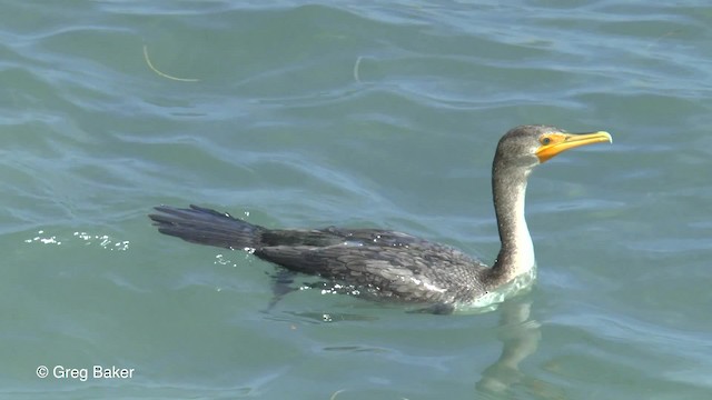 Double-crested Cormorant - ML201834161