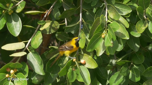 Orange Oriole - ML201834191