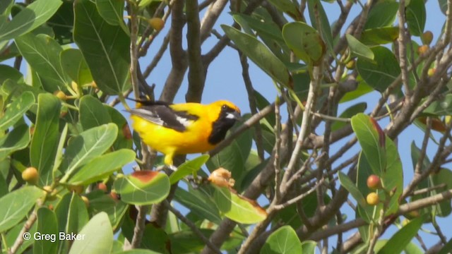 Orange Oriole - ML201834201