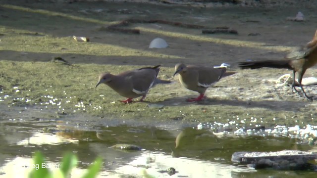 White-winged Dove - ML201834231