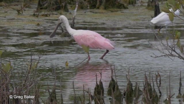 Roseate Spoonbill - ML201834261