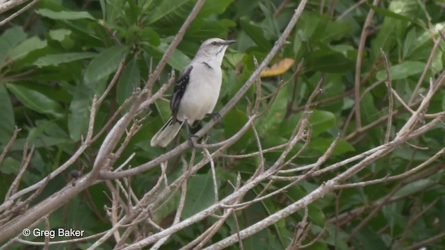 Tropical Mockingbird - ML201834311