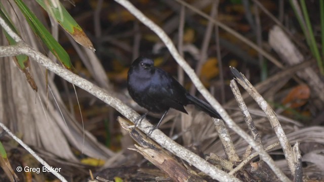 Pájaro Gato Negro - ML201834321