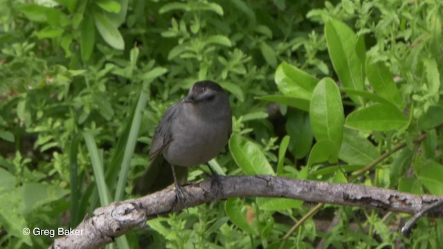 Gray Catbird - ML201834331