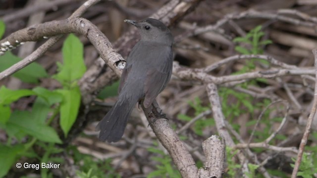 Pájaro Gato Gris - ML201834341