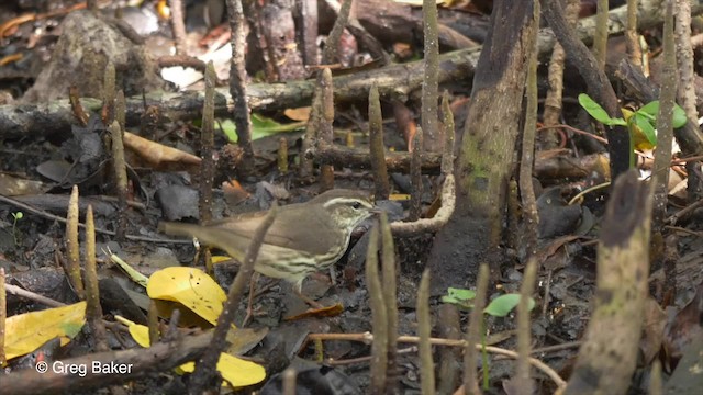 Northern Waterthrush - ML201834361