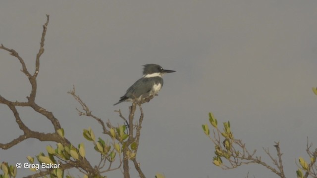Belted Kingfisher - ML201834381