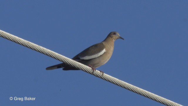 White-winged Dove - ML201834401