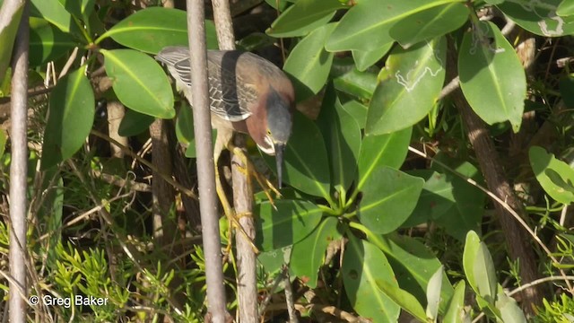 grønnrygghegre (virescens/bahamensis) - ML201834411