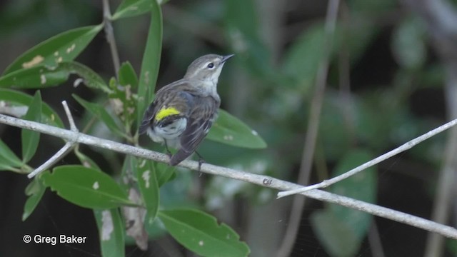 Yellow-rumped Warbler (Myrtle) - ML201834431