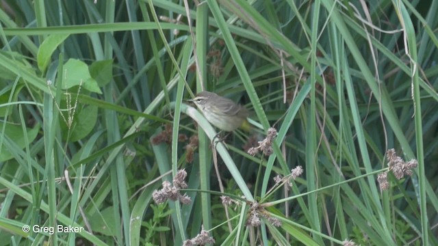 Reinita Palmera (palmarum) - ML201834441