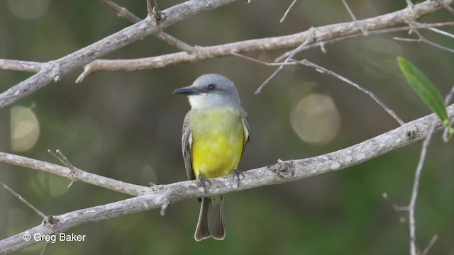 Tropical Kingbird - ML201834461