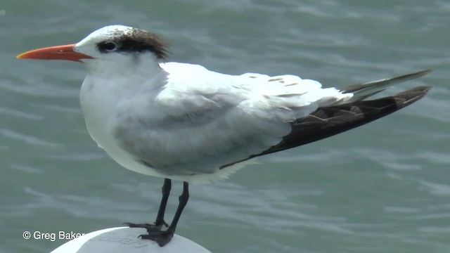 Royal Tern - ML201834511