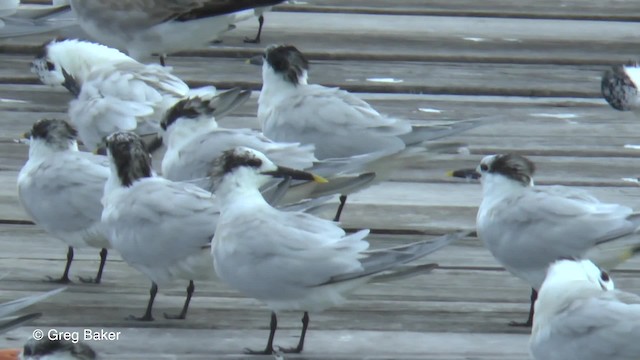 Sandwich Tern (Cabot's) - ML201834521