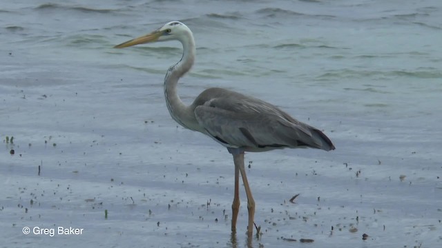 Great Blue Heron (Wurdemann's) - ML201834531