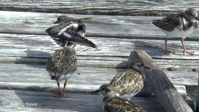 Ruddy Turnstone - ML201834541