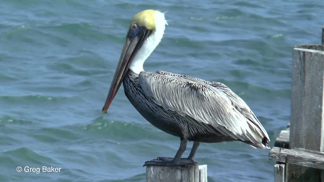 pelikán hnědý (ssp. carolinensis) - ML201834551