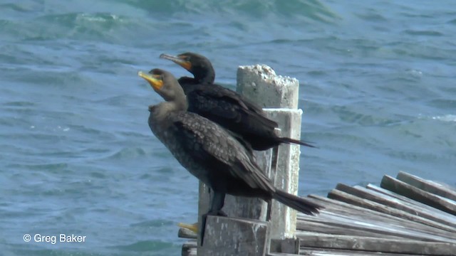 Double-crested Cormorant - ML201834571