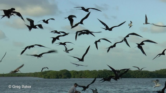 Magnificent Frigatebird - ML201834581