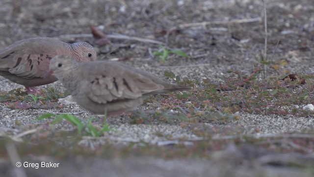 Common Ground Dove - ML201834601