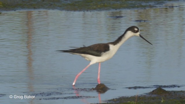 Black-necked Stilt (Black-necked) - ML201834621