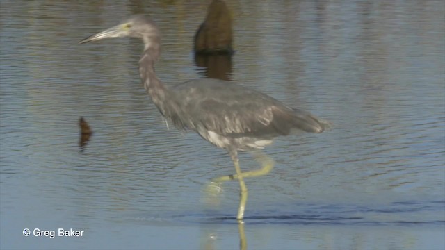 Little Blue Heron - ML201834631