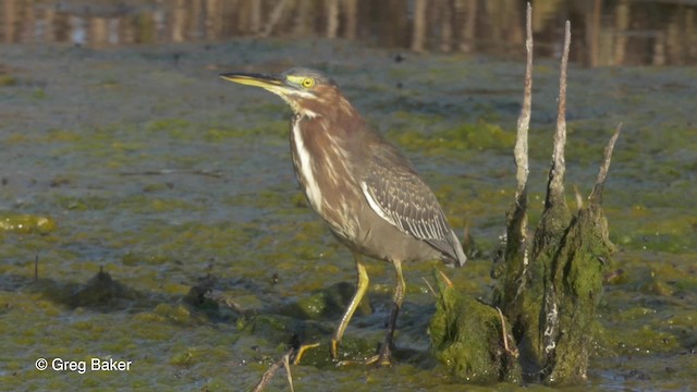 Green Heron (virescens/bahamensis) - ML201834641