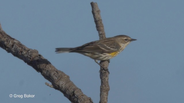 Reinita Coronada (coronata) - ML201834651