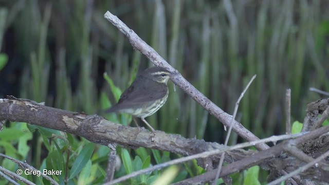 Northern Waterthrush - ML201834661