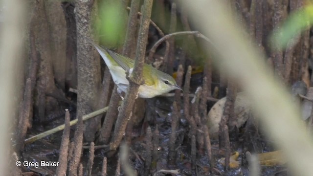 Tennessee Warbler - ML201834681