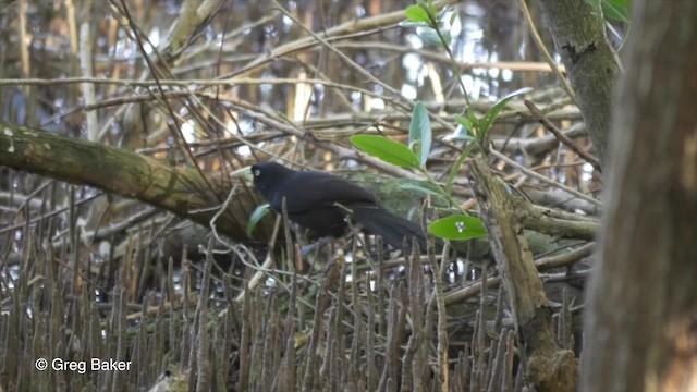 Cassique à bec jaune (holosericeus/flavirostris) - ML201834691